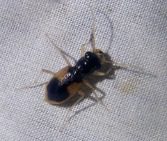 Australicapitona basalis