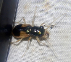 Australicapitona basalis