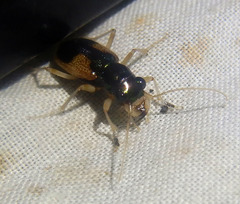 Australicapitona basalis