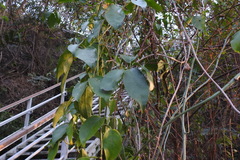 Neoalsomitra clavigera