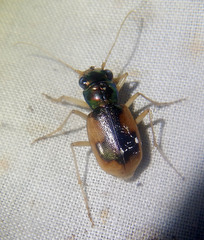Australicapitona crucigera