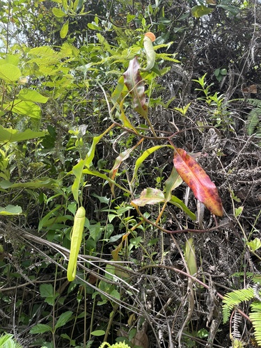 Nepenthes mirabilis