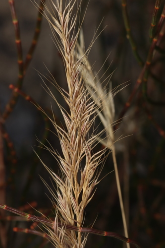 Festuca bromoides, photograph 4