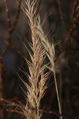 Festuca bromoides, photograph Connor Margetts, CC0, iNaturalist via GBIF