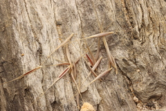 Festuca bromoides, photograph Connor Margetts, CC0, iNaturalist via GBIF
