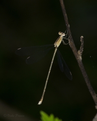 Lestes viridulus