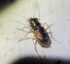 Australicapitona crucigera