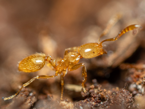 Syllophopsis subcoecaSyllophopsis subcoeca