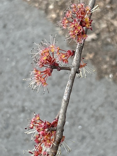 red maple