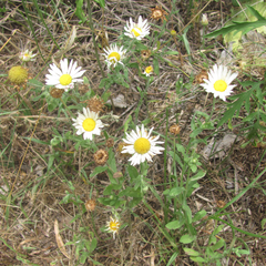 Aphanostephus skirrhobasis