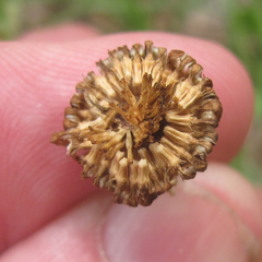 Aphanostephus skirrhobasis