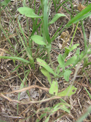 Aphanostephus skirrhobasis