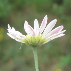 Aphanostephus skirrhobasis