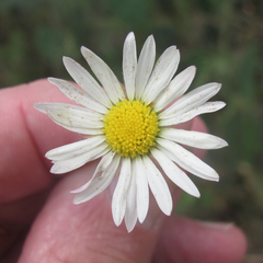 Aphanostephus skirrhobasis