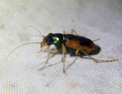 Australicapitona crucigera