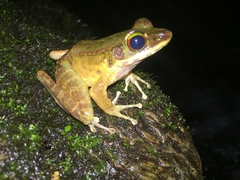 Exrhysota brookei