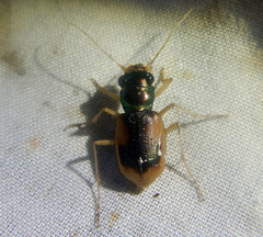 Australicapitona crucigera