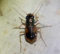 Australicapitona crucigera