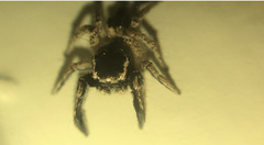 Habronattus hirsutus