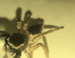 Habronattus hirsutus