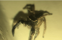 Habronattus hirsutus