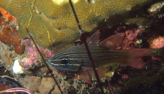 Ostorhinchus multilineatus