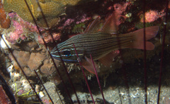 Ostorhinchus multilineatus