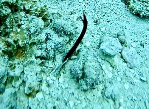 Rhinomuraena quaesita