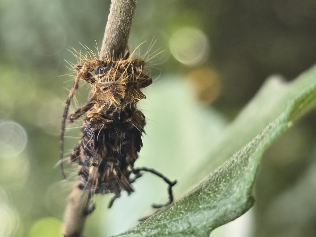 Desmiphora fasciculata
