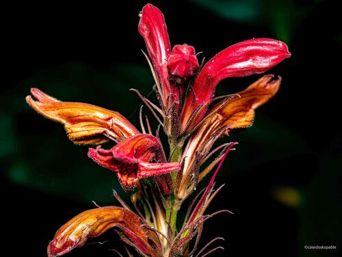 Phlogacanthus cornutus observed 2026-02-16