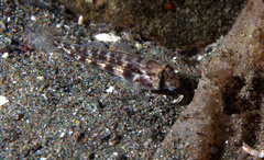Gnatholepis cauerensis
