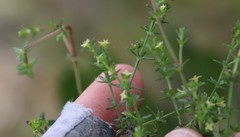 Galium porrigens porrigens