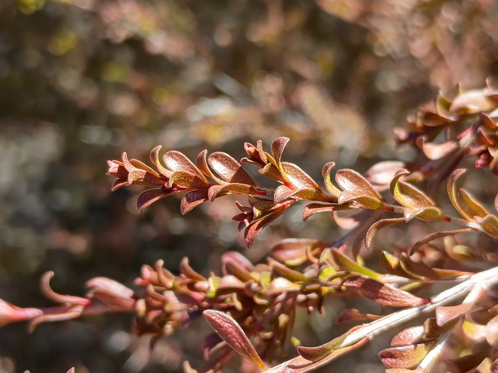 Cây hoa kim đào nương Calycina – Thryptomene calycina