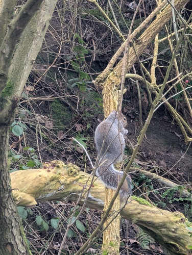 Eastern Gray Squirrel