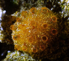 Distaplia occidentalis