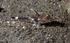 Fusigobius inframaculatus
