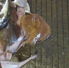 Urolophus aurantiacus