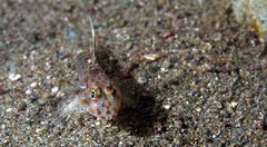 Fusigobius inframaculatus