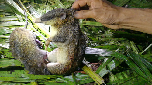 Papuan Bandicoot (Microperoryctes papuensis), listed as Least Concern on the IUCN Red List