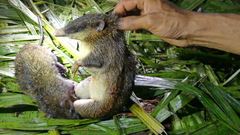 Papuan Bandicoot photo 1
