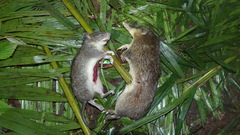 Papuan Bandicoot photo 2