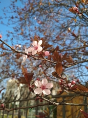 Prunus