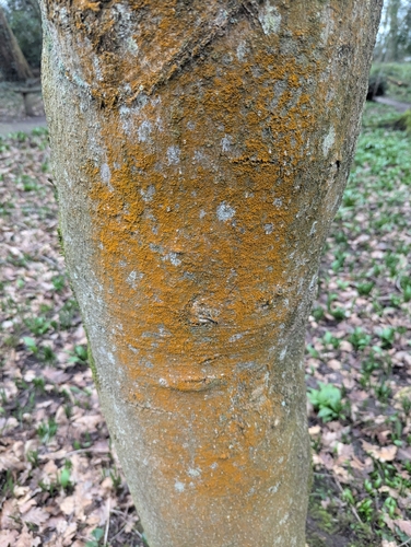 Trentepohlia abietina observed 2026-02-25