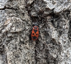 Pyrrhocoris apterus