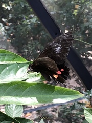 Heraclides anchisiades