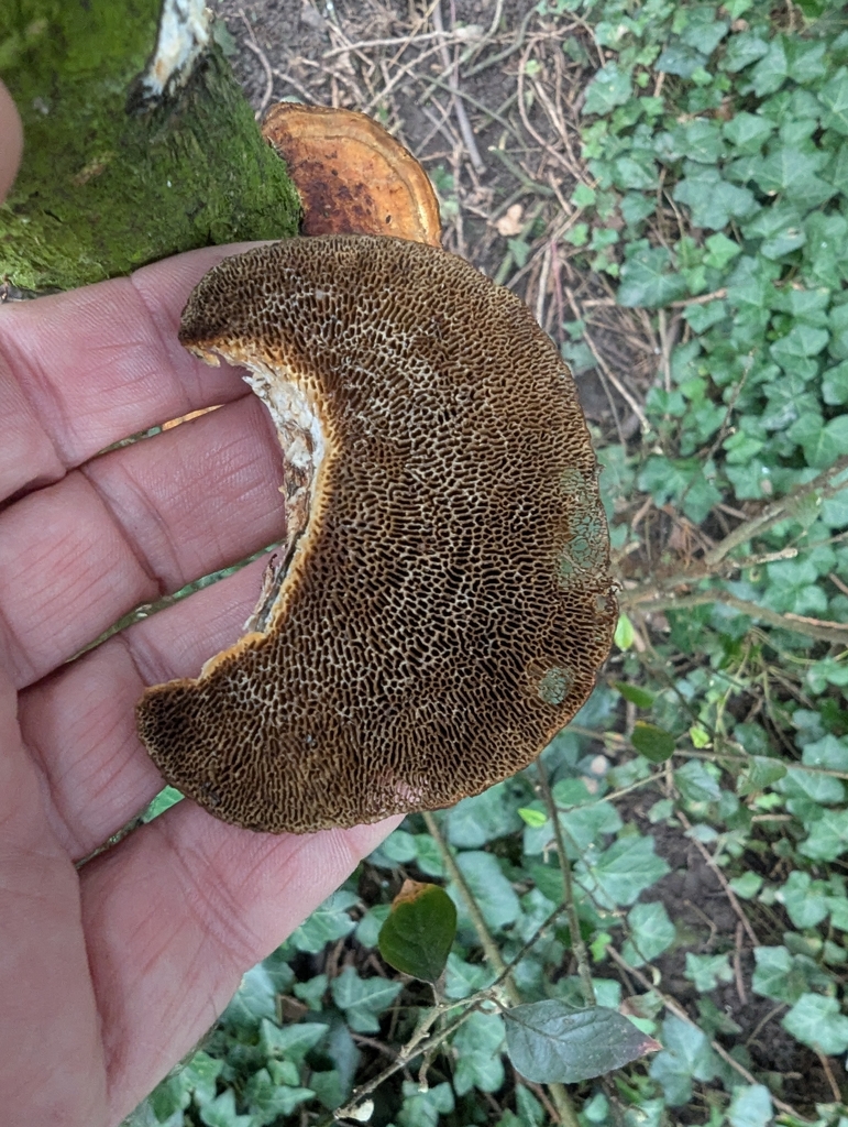 Daedaleopsis confragosa · February 2026 · photo: © ohwhen (iNaturalist, cc-by)