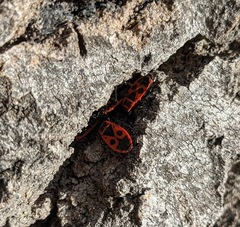 Pyrrhocoris apterus