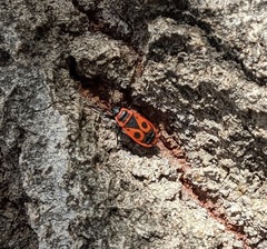 Pyrrhocoris apterus