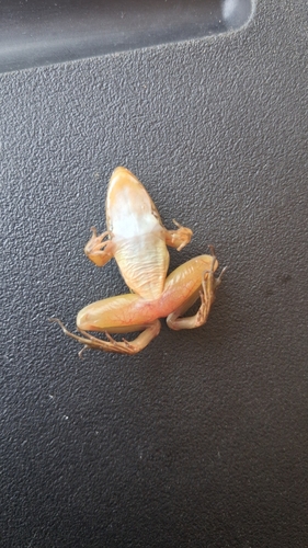 Nile Ridged Frog