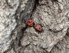 Pyrrhocoris apterus